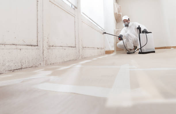 Black mold remediation team in Decatur